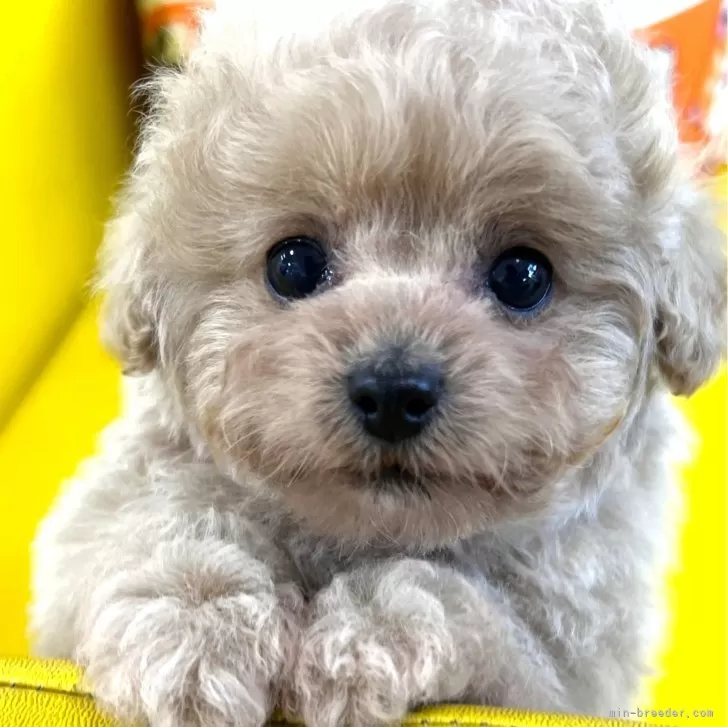 ID:2401-00874の子犬