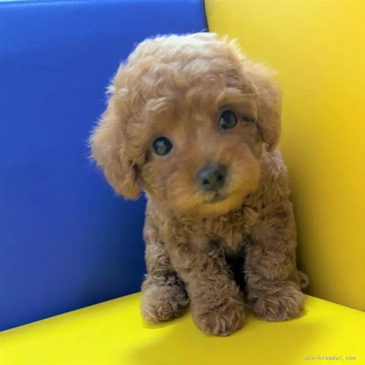 ID：2205-03182の子犬