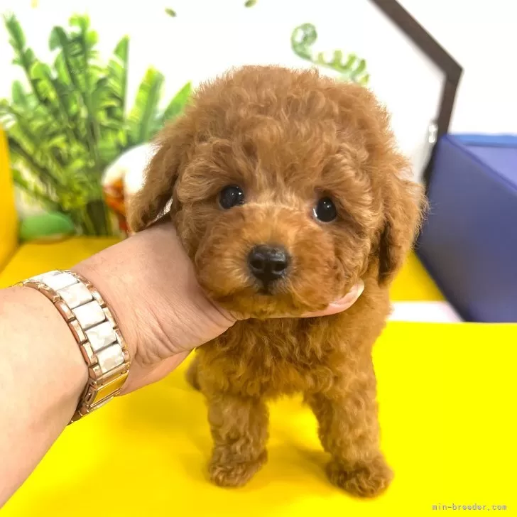 ID：2409-00350の子犬