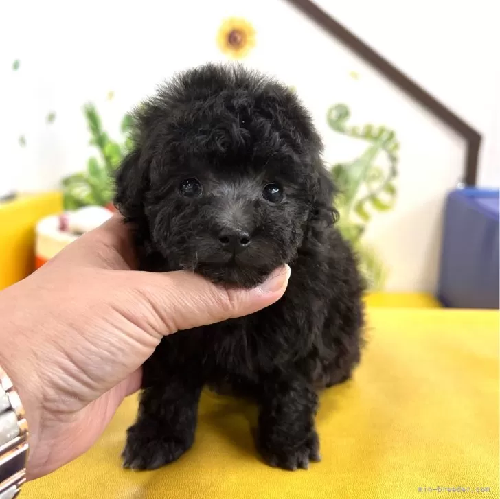ID:2402-02900の子犬