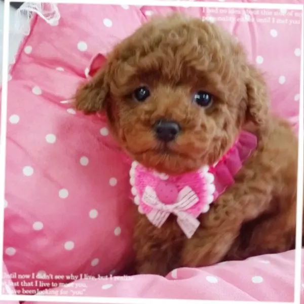 ID:1501-00768の子犬