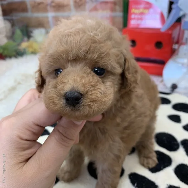 ID：1906-01573の子犬