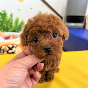トイプードル(ティーカップ)【大阪府・女の子・2023年2月1日・レッド】の写真「ドワーフ体型の可愛い女の子（●＾o＾●）」