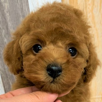 トイプードル(タイニー)【大阪府・男の子・2021年8月28日・レッド】の写真「甘えたちゃんな男の子（●＾o＾●）」
