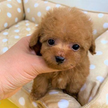 トイプードル(ティーカップ)【大阪府・男の子・2020年1月25日・レッド】の写真「極小マイクロの元気な男の子(*^-^*)」