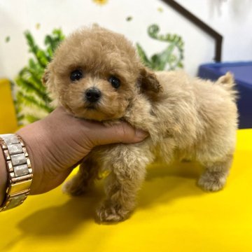 トイプードル(ティーカップ)【大阪府・女の子・2024年9月4日・ペールフォーン】の写真「目力バッチリ！！　お耳がピョコっとしていて可愛い」
