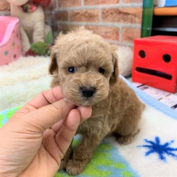 トイプードル(タイニー)【大阪府・男の子・2019年5月9日・アプリコット】の写真「おっとり系男の子」