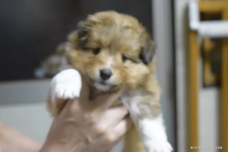 白ウサギ 様のお迎えした子犬