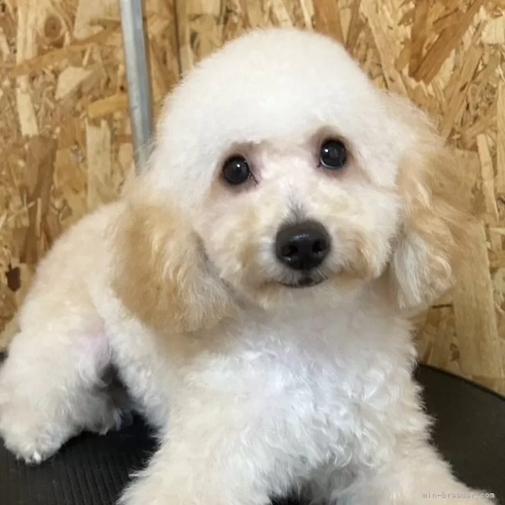 ID：2407-06609の子犬