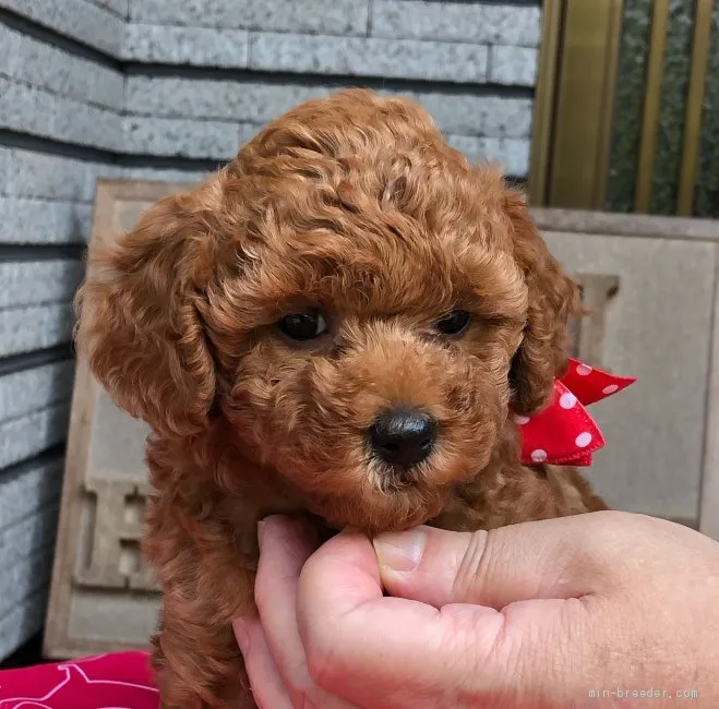 モモ＆ラスクのママ 様のお迎えした子犬