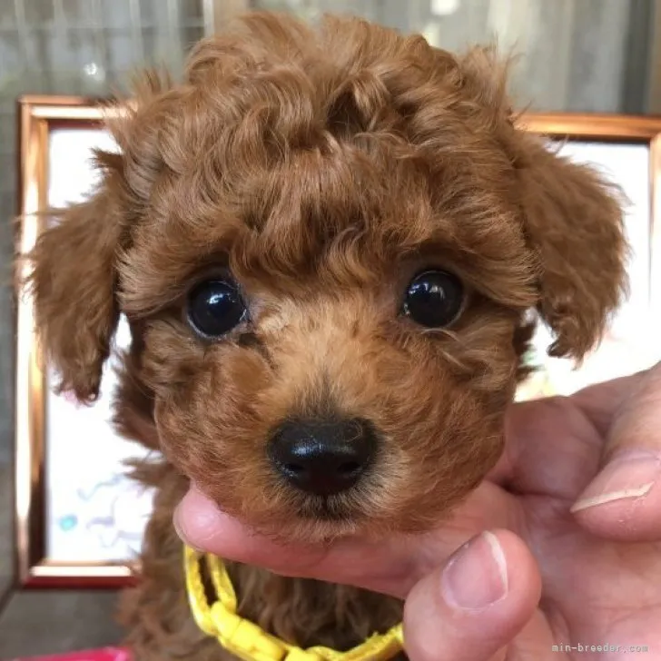 ID：2305-01373の子犬