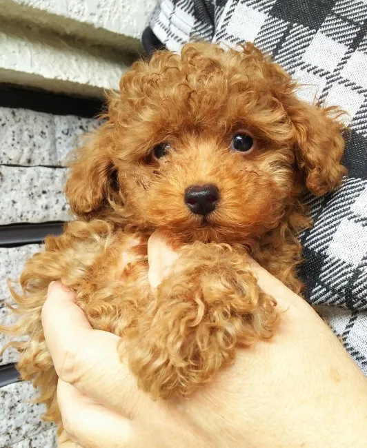 ID:1609-01751の子犬