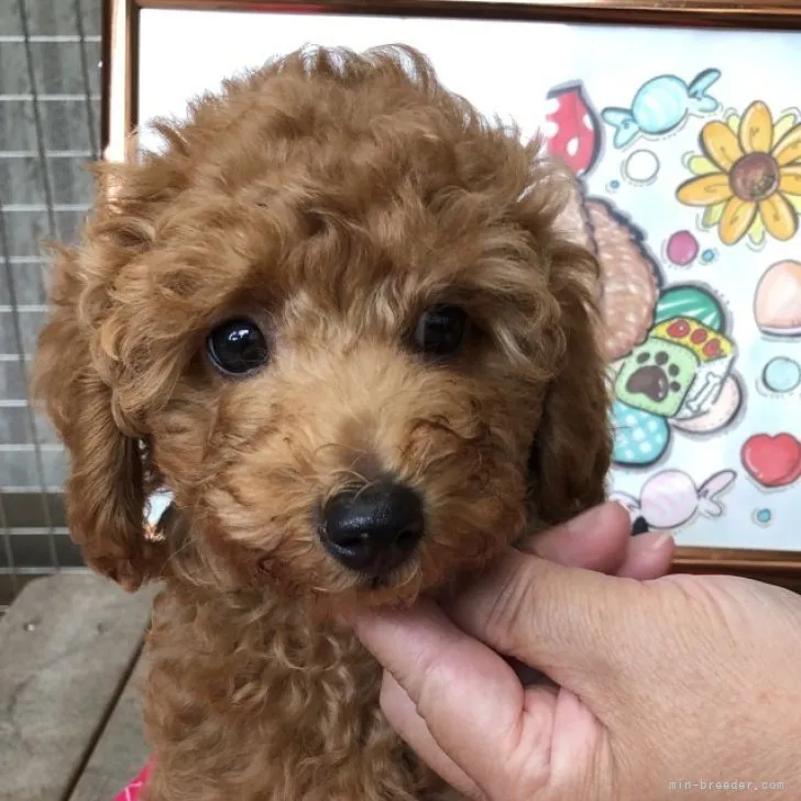 Qちゃん 様のお迎えした子犬