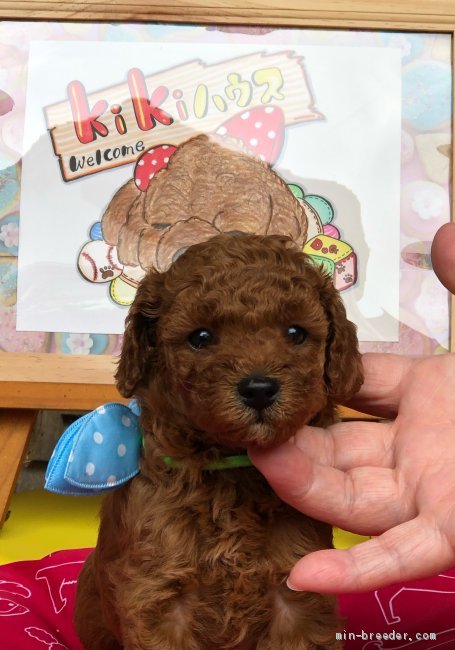 モモ&ラスクのママ 様のお迎えした子犬