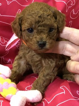トイプードル(トイ)【福岡県・女の子・2020年2月2日・レッド】の写真「両親共に遺伝子検査三項目クリアしております」