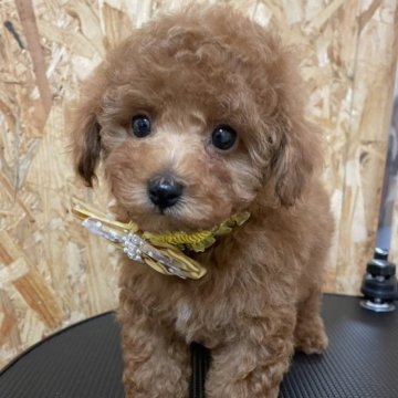 トイプードル(トイ)【福岡県・男の子・2023年1月1日・レッド】の写真「一月一日生まれの次男君です」