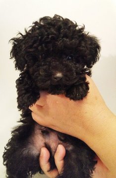 トイプードル(トイ)【福岡県・男の子・2016年4月10日・ブラック  ティカップ】の写真「とても可愛い男の子です」