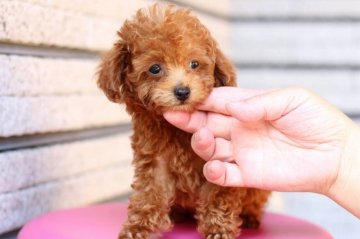トイプードル(ティーカップ)【福岡県・男の子・2017年7月22日・レッド】の写真「一番ちぃさな男の子です。 ティーカップ予想」