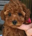 トイプードル(トイ)【福岡県・女の子・2018年3月17日・レッド】の写真3「4/29撮影」
