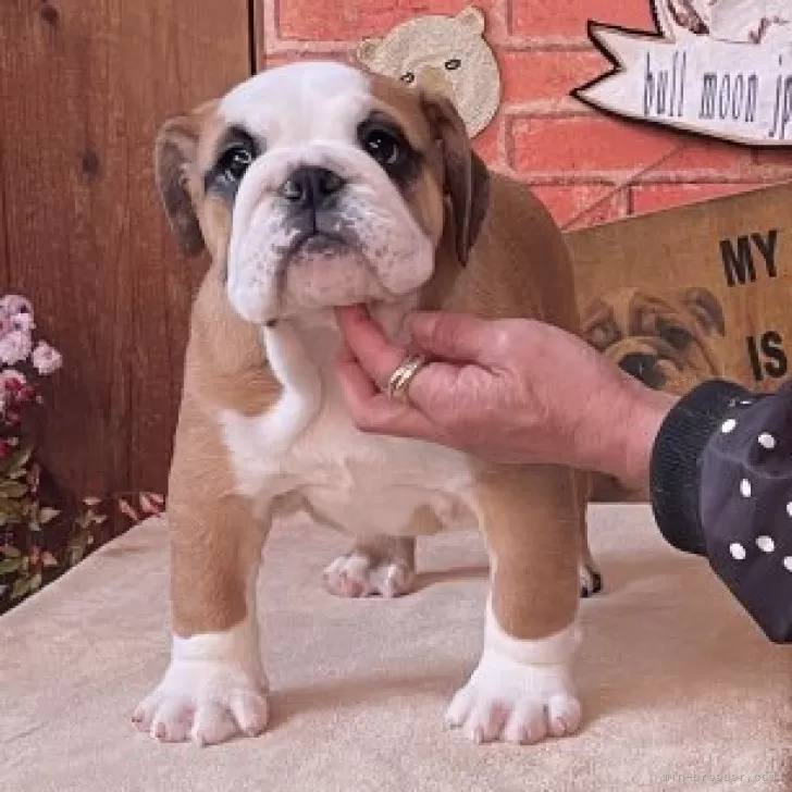 ID：2501-02053の子犬