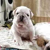 ブルドッグ