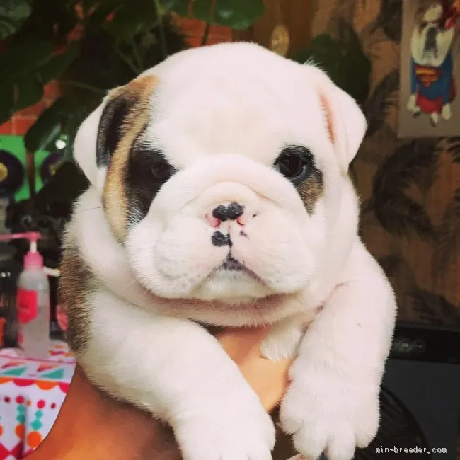 ID:1906-01497の子犬