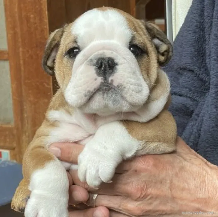 ID:2301-04800の子犬