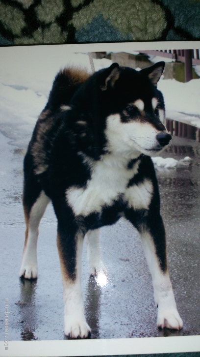 松本　憲資(まつもと　けんじ)ブリーダー(静岡県・柴犬・日本犬保存会登録)の紹介写真2