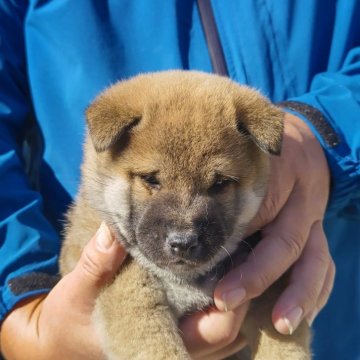 柴犬(標準サイズ)【静岡県・男の子・2025年10月20日・赤】の写真「体の形がすごく綺麗な子です。」