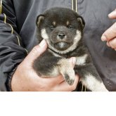 柴犬(標準サイズ)