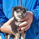 柴犬(標準サイズ)