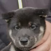 柴犬(標準サイズ)