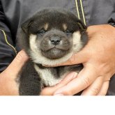 柴犬(標準サイズ)