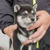 柴犬(標準サイズ)