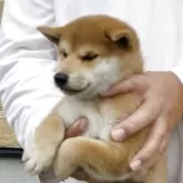 柴犬(標準サイズ)