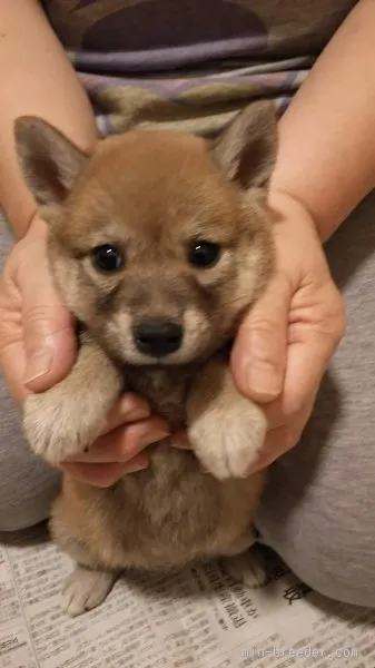 あずき 様のお迎えした子犬