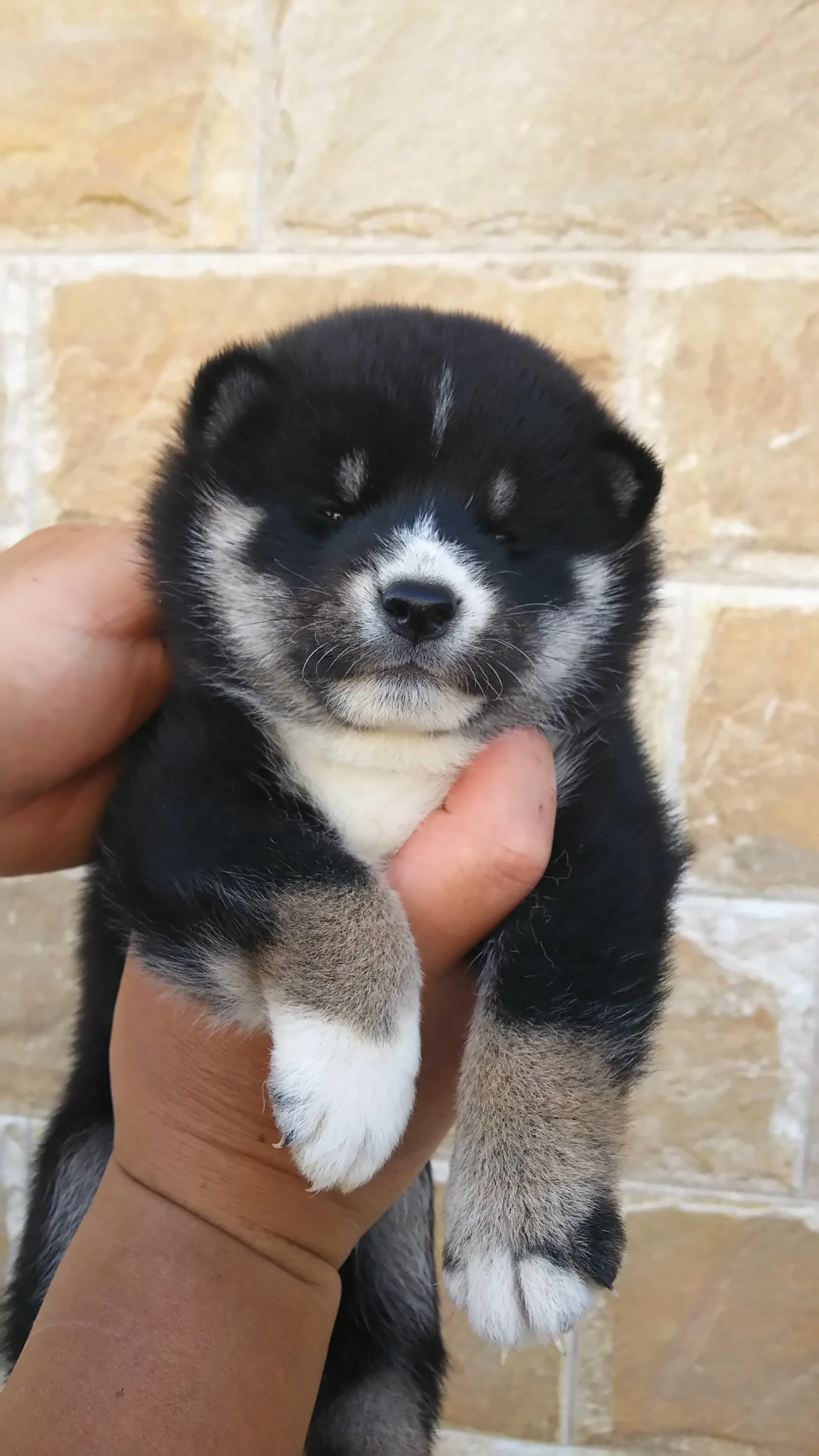 りく 様のお迎えした子犬