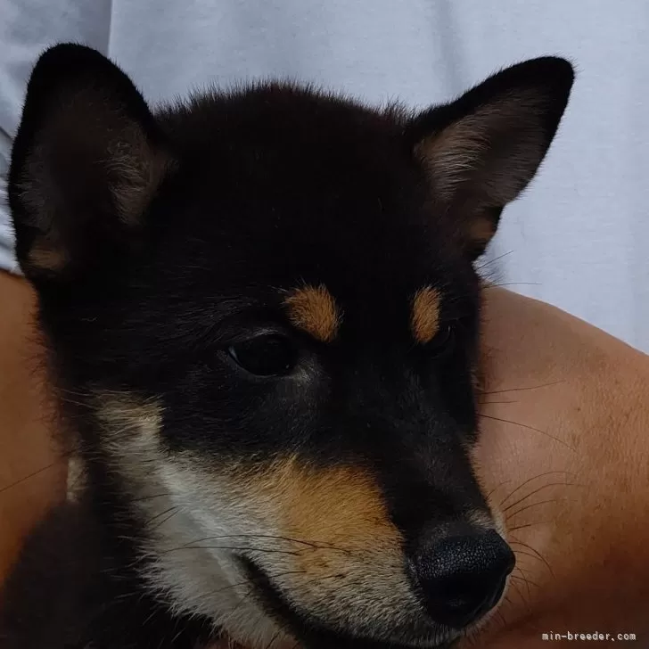 ID：2408-00613の子犬