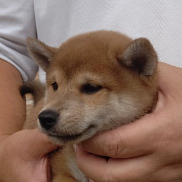 柴犬(標準サイズ)【静岡県・男の子・2024年8月1日・赤毛】の写真「顔だちの可愛い男の子です。」