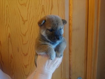 柴犬(標準サイズ)【静岡県・女の子・2021年9月15日・赤】の写真「元気に成長中です。」