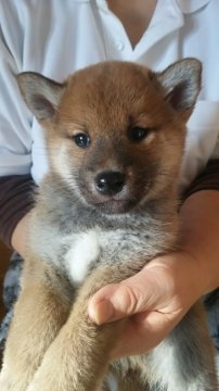 柴犬(標準サイズ)【静岡県・男の子・2015年11月11日・赤】の写真「標準より大きめに成長すると思います。」