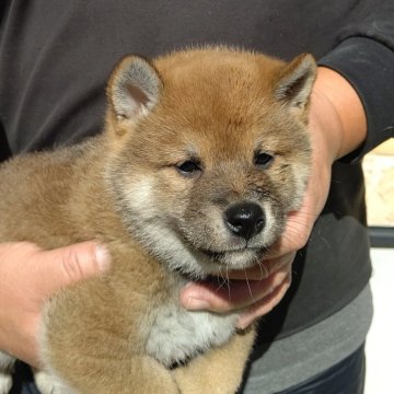 柴犬(標準サイズ)【静岡県・男の子・2024年1月12日・赤】の写真「順調に成長しています。」