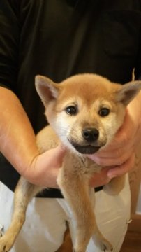 柴犬(標準サイズ)【静岡県・女の子・2017年10月25日・赤毛】の写真「小さめな赤毛の女の子です。」