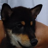 柴犬(標準サイズ)