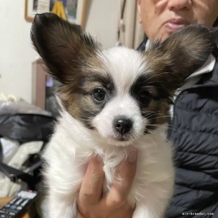 ID:2412-01726の子犬