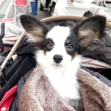 パピヨン【岩手県・女の子・2025年6月27日・トライ】の写真「4人兄妹みんなすくすく育っています。」