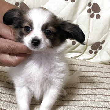 パピヨン【岩手県・男の子・2025年6月27日・ホワイト&セーブル】の写真「4人兄妹みんなすくすく育っています。」