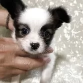 パピヨン