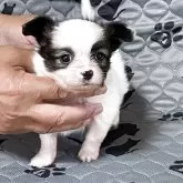 パピヨン