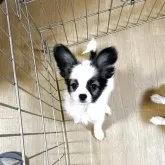 パピヨン【岩手県・女の子・2025年6月27日・ホワイト&セーブル】の写真1「体重1005㌘、健康診断良好、ワクチン接種済、お目目ぱっちりかわいらしいー」